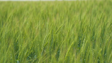 A Vibrant Green Field of Grains that is Fully Prepared and Ready for the Upcoming Harvest
