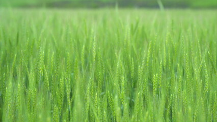 The image depicts a lush green rice field closeup showcasing its early growth stages beautifully