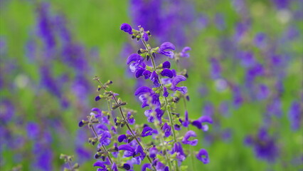 Obraz premium Vibrant Purple Wildflowers are in Full Bloom and Present an Amazing Sight to Behold