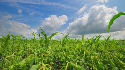A Beautiful Vibrant Green Crop Field Under a Large, Bright and Clear Sky Full of Sunlight