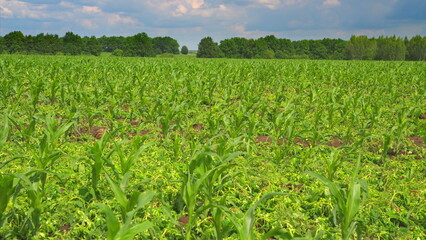 A Beautiful Lush Green Cornfield Spreads Out Beautifully Under a Dramatic, Cloudy Sky Above