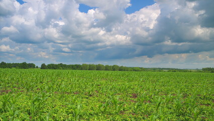 A Lush Green Agricultural Field Stretching Out Beneath the Dramatic Clouds Above