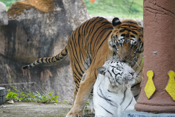 
A majestic white tiger relaxes on the ground as a Sumatran tiger lovingly nuzzles its head from behind. A heartwarming display of big cats bonding in their enclosure.