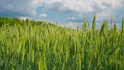 Obraz premium A Lush, Expansive Green Wheat Field Flourishing Under a Beautiful Cloudy Sky Above