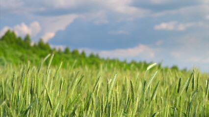 A Stunningly Beautiful Lush and Green Wheat Field Stretching Out Under a Bright, Clear Blue Sky