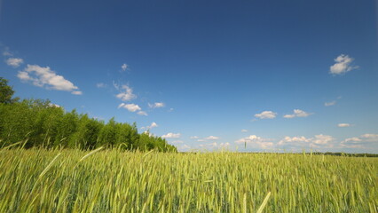 A lovely Lush Green Field stretches beneath a Clear Blue Sky, inviting and tranquil
