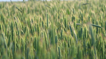 A Beautiful Lush Green Wheat Field Stretching Out Beneath a Bright Sunny Sky Above It