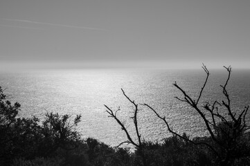 Mar detrás de unos arbustos en Barbate, Cádiz (blanco y negro)