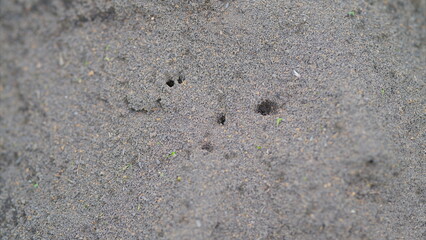 Ants are Busy at Work in Their Natural Habitat, Perfectly Engaging in Various Activities