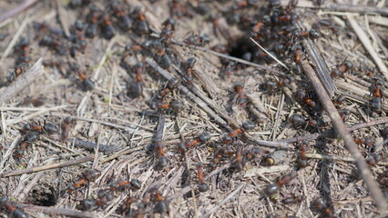 Ants found on their nest in nature exhibit fascinating behavior, showcasing their active lifestyle