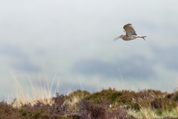 Eurasian curlew (Numenius arquata) flying over the moorland, Perthshire, Scotland