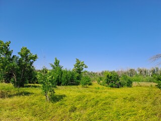Fototapeta premium trees in the field