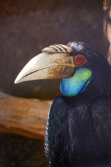 A vibrant Wreathed Hornbill bird is captured in a close-up portrait, showcasing its distinctive large beak, colorful throat sac, and dark plumage.
