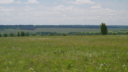 Fototapeta premium A Beautiful Green Meadow Surrounded by Gently Rolling Hills Under a Clear and Bright Blue Sky