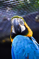 A striking close-up portrait of a blue-and-yellow macaw with vibrant blue and golden-yellow feathers, looking over its shoulder.