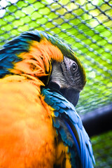 A striking close-up portrait of a blue-and-yellow macaw with vibrant blue and golden-yellow feathers, looking over its shoulder.