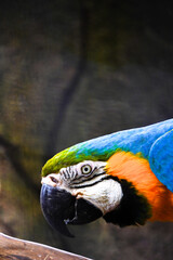 A striking close-up portrait of a blue-and-yellow macaw with vibrant blue and golden-yellow feathers, looking over its shoulder.
