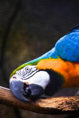 A striking close-up portrait of a blue-and-yellow macaw with vibrant blue and golden-yellow feathers, looking over its shoulder.