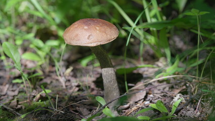 Natures Beauty A Captivating Mushroom Found in the Heart of the Lush Forest Landscape