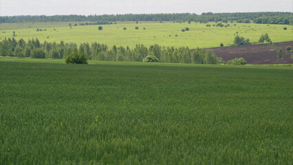 Fototapeta premium Lush Green Fields Resting Under a Bright and Beautiful Sky Filled with Warmth and Light