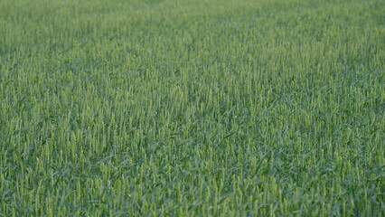 A Beautiful and Lush Green Field of Wheat Flourishes Under a Clear and Expansive Sky