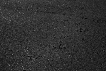 Huellas de gaviota en la arena de playa