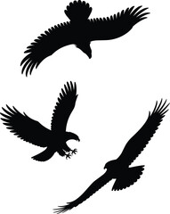 eagle vector illustration