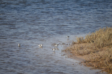 Grupo de Correlimos Tridáctilos comiendo y volando en la playa con cannes en la playa de Bolonia