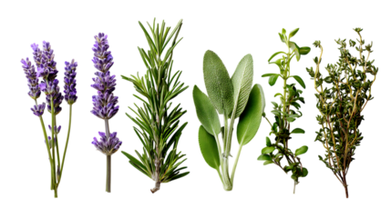 Six sprigs of different culinary herbs lay out horizontally on a bright white surface. Followed by a sprig of rosemary and a sprig of sage with its characteristic velvety leaves.