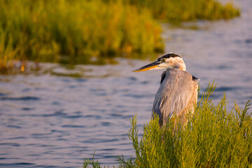 great blue heron