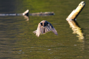 great crested grebe