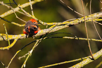 caterpillar on a leaf