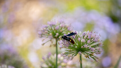 Blue-winged Wasp on a flower