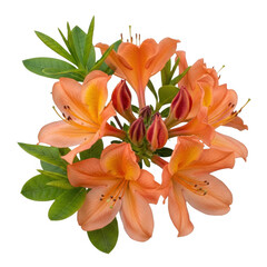 Fototapeta premium Vibrant orange azalea blossoms with green leaves isolated on transparent background