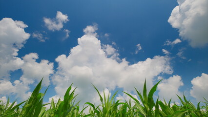 Lush, Verdant Green Corn Grass Sprawling Under a Bright Blue Sky with Fluffy, White Clouds