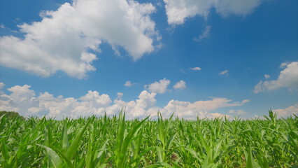 A Beautiful and Sunny Cornfield Sprawls Under a Blue Sky Adorned with Fluffy Clouds