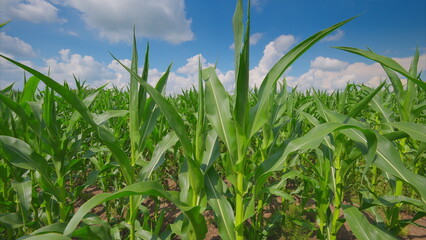 A Beautiful Lush Cornfield basking under a Bright Blue Sky adorned with Fluffy Clouds