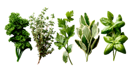 A row of various fresh culinary herbs, including curly parsley, thyme, variegated oregano, flat-leaf parsley, and basil, each displaying its unique leaf shape and texture.