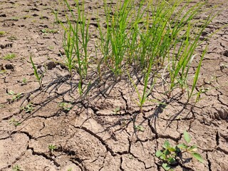 dry soil