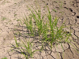 plant in the desert
