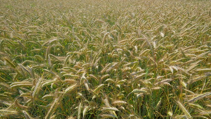 A Beautiful Golden Wheat Field Stretching Beneath the Clear Blue Skies on a Bright Sunny Day