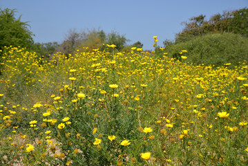 Tall stalks of bright yellow flowers in a field, blooming meadow, landscape, field	