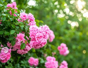 Close-up of pink roses in a garden