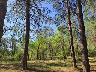pine forest