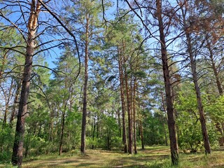 pine forest