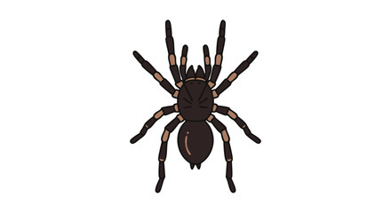 Illustrated tarantula with detailed legs, suitable for educational or cartoon design projects for books or social media content