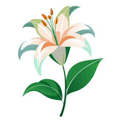 lily isolated on white