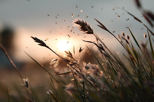 A soft, blurred background of a warm evening sunset with sunlight filtering through the grass, and tiny gnats dancing in the air.