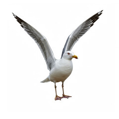 Obraz premium A seagull isolated on white background