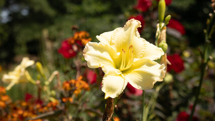 white Butter Cream Daylily flower 